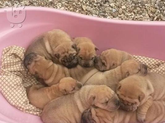 PoulaTo: Kαλή τιμή!!!.Σαρ Πέι- 350 euro